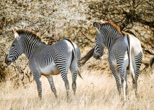 omovalley-zulla discovery 4.jpg